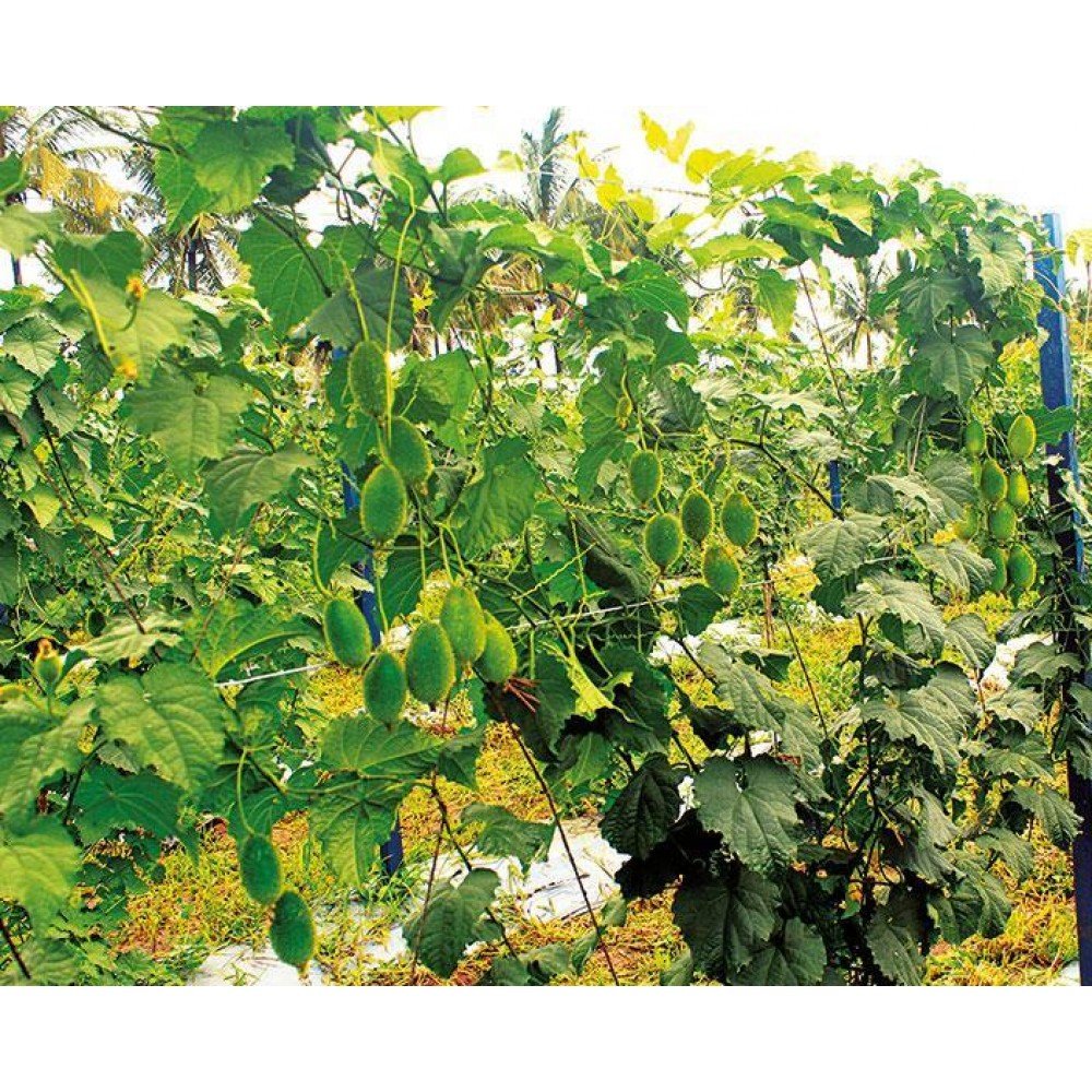 Spine Gourd Seeds / Akakara Seeds