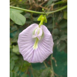 Aparajita / Shanku Pushpam Seeds - (Light Pink Color)