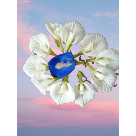 Aparajita / Shanku Pushpam Seeds - (White)