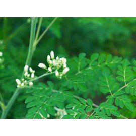 Munaga Kaya / Drumstick / Moringa Seeds