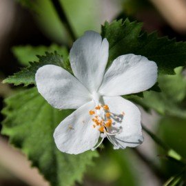 Hibiscus Phoeniceus / Nithya Malle / Suryamani (White)