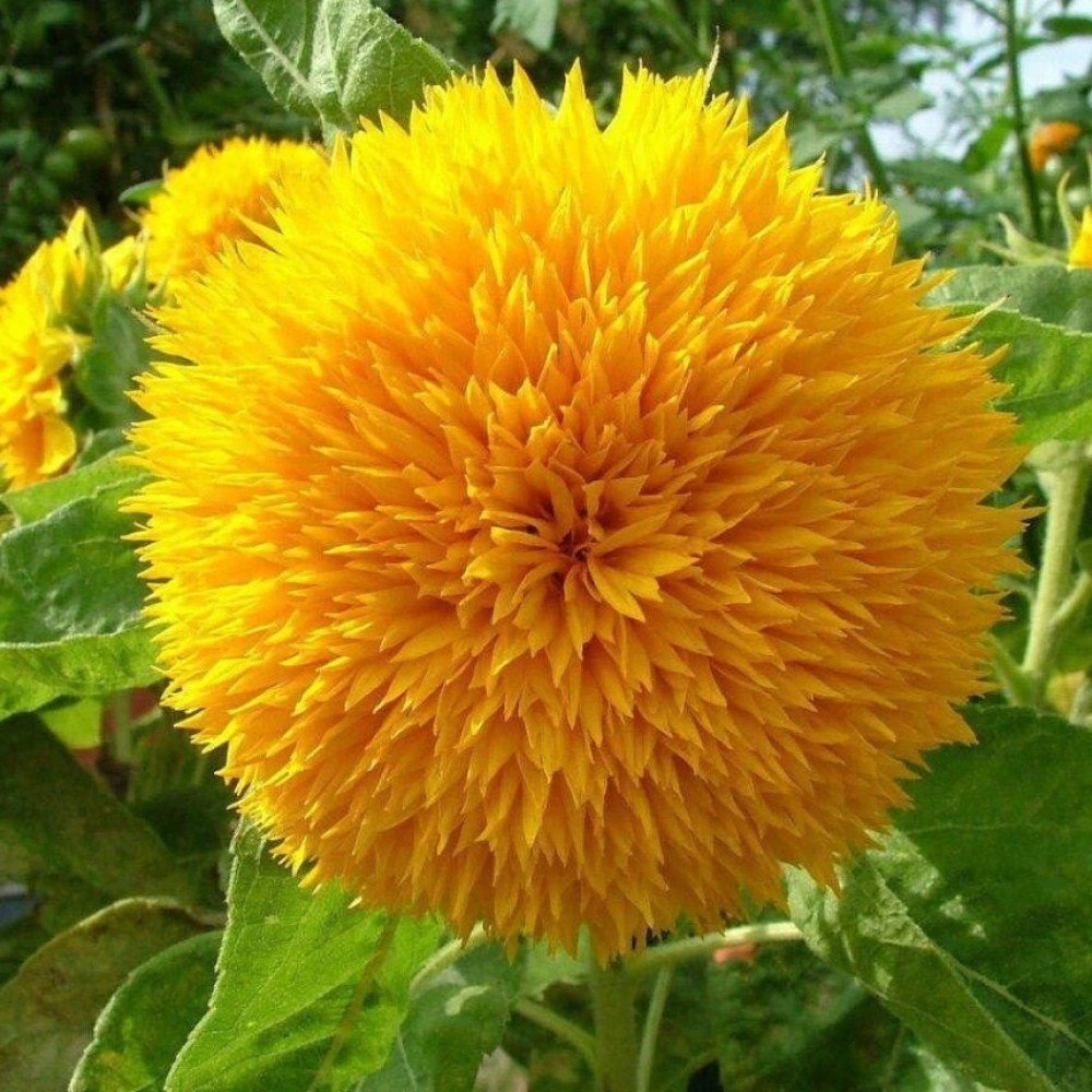 Sunflower Teddybear Seeds