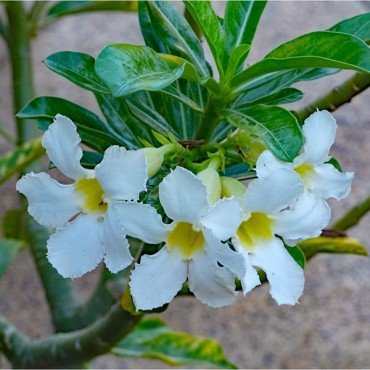 Adenium Single Petal ( While Color)
