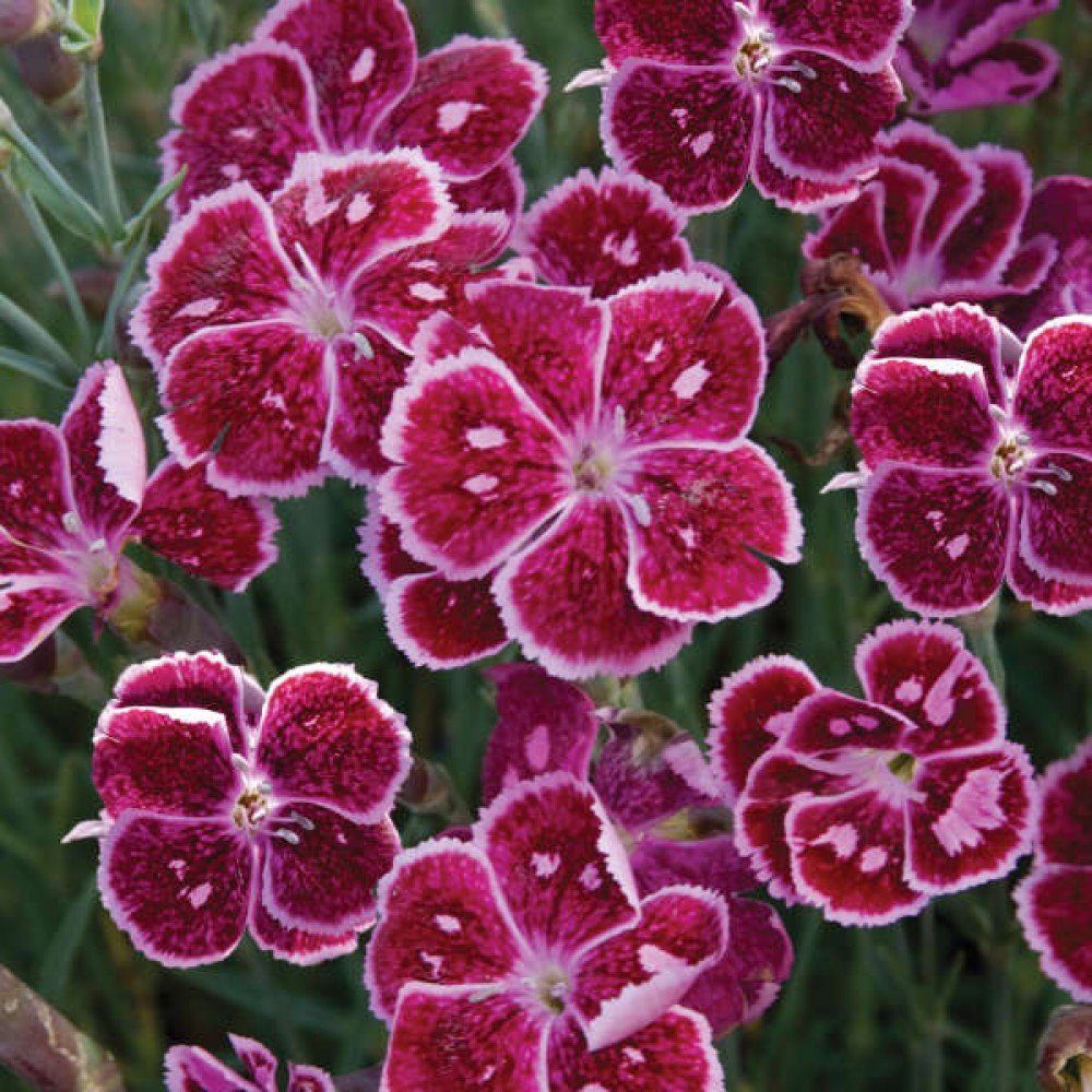 Hybrid Dianthus Seeds- Mixed