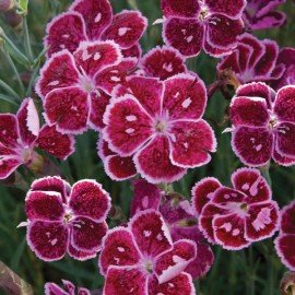 Hybrid Dianthus Seeds- Mixed
