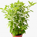 Tulsi / Tulasi / Basil Plant Seeds