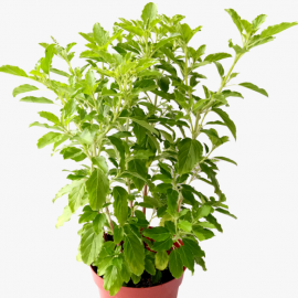 Tulsi / Tulasi / Basil Plant Seeds