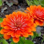 Zinnia Seeds - Orange