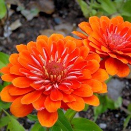 Zinnia Seeds - Orange