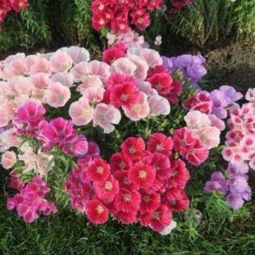 Clarika Mixed Seeds