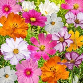 Cosmos Mix Seeds 