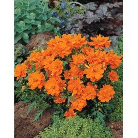 Cosmos Orange Seeds 