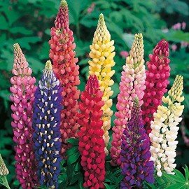 Lupin Mixed Seeds 