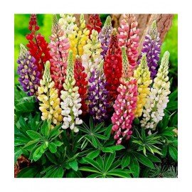 Lupin Mixed Seeds 