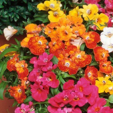 Nemesia Mixed Seeds