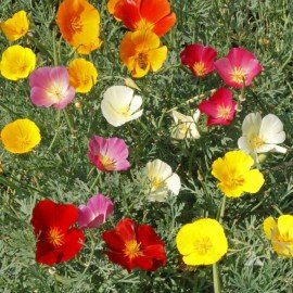 Poppy Flower Seeds