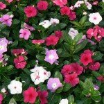 Vinca Mixed / Billa Ganneru Seeds
