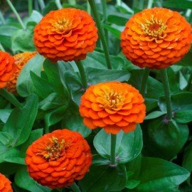 Zinnia Seeds - Orange