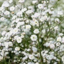 Gypsophila White Flower Seeds