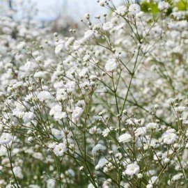 Gypsophila White Flower Seeds