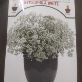 Gypsophila White Flower Seeds