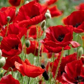 Indian Poppy Red Flower Seeds