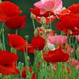 Indian Poppy Red Flower Seeds