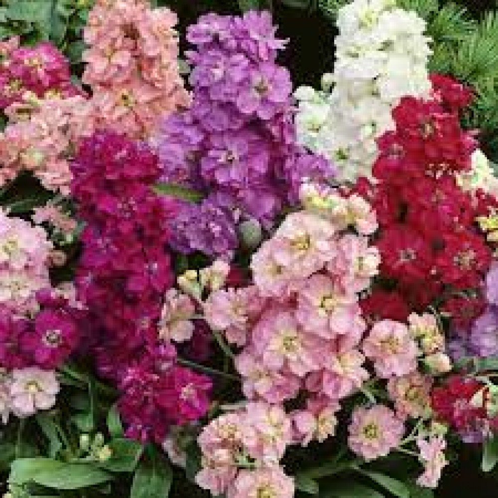 Stock Mix Flower Seeds