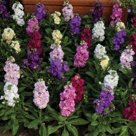 Stock Mix Flower Seeds