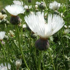 Sweet Sultana / Amberboa Moschata / Imperialis Mix Flower Seeds