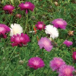 Sweet Sultana / Amberboa Moschata / Imperialis Mix Flower Seeds