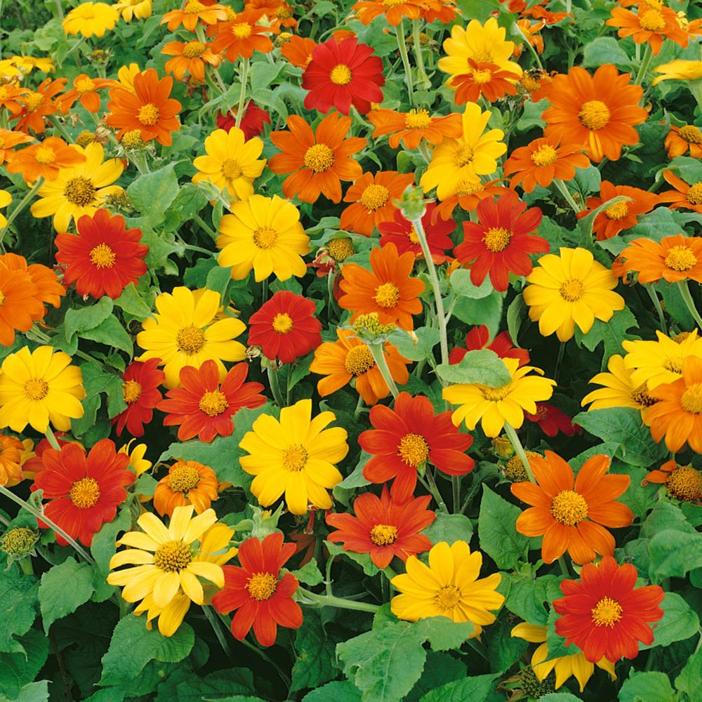 Tithonia / Mexican Sunflower Mix Seeds