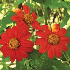 Tithonia / Mexican Sunflower Mix Seeds