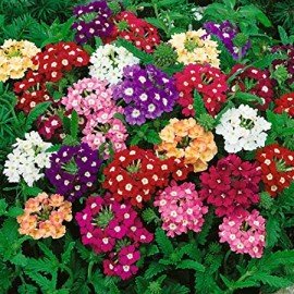 Verbena Mix Flower Seeds