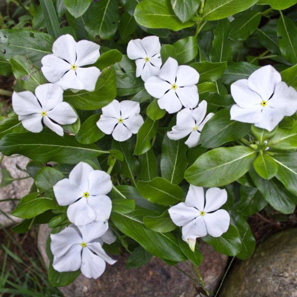 Vinica White Flower Seeds