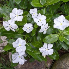 Vinica White Flower Seeds