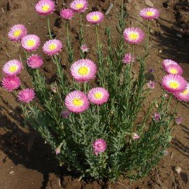 Acroclinium  / Everlasting Flower Seeds