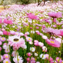 Acroclinium  / Everlasting Flower Seeds