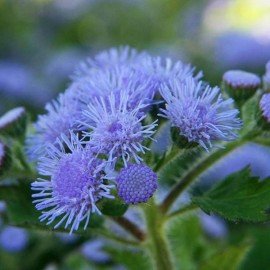 Ageratum Ball / Floss Flower / Ageratum Ball Seeds