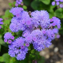 Ageratum Ball / Floss Flower / Ageratum Ball Seeds