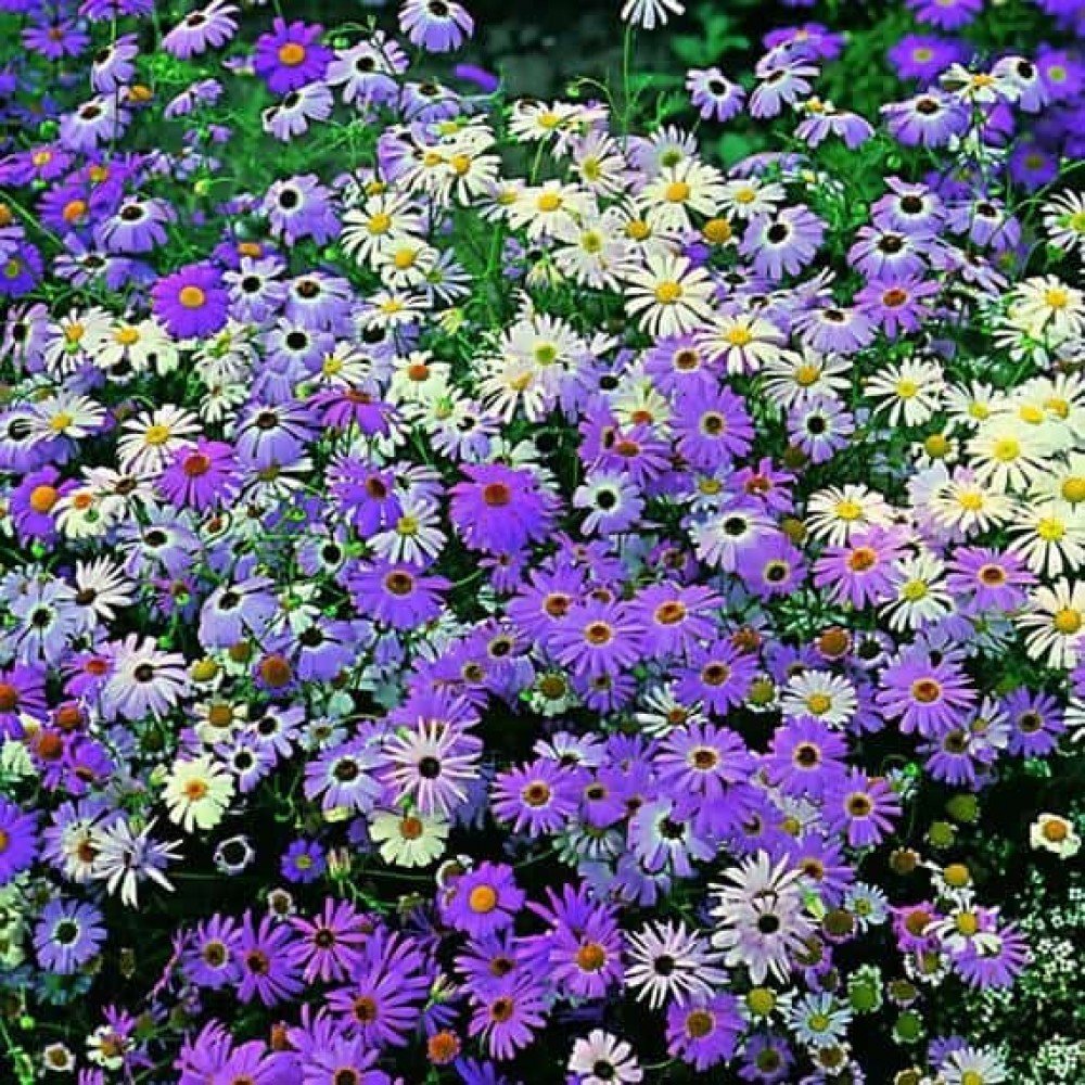 Brachycome Mix Flower Seeds