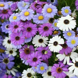 Brachycome Mix Flower Seeds