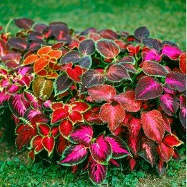 Coleus Rainbow / Mayana Seeds