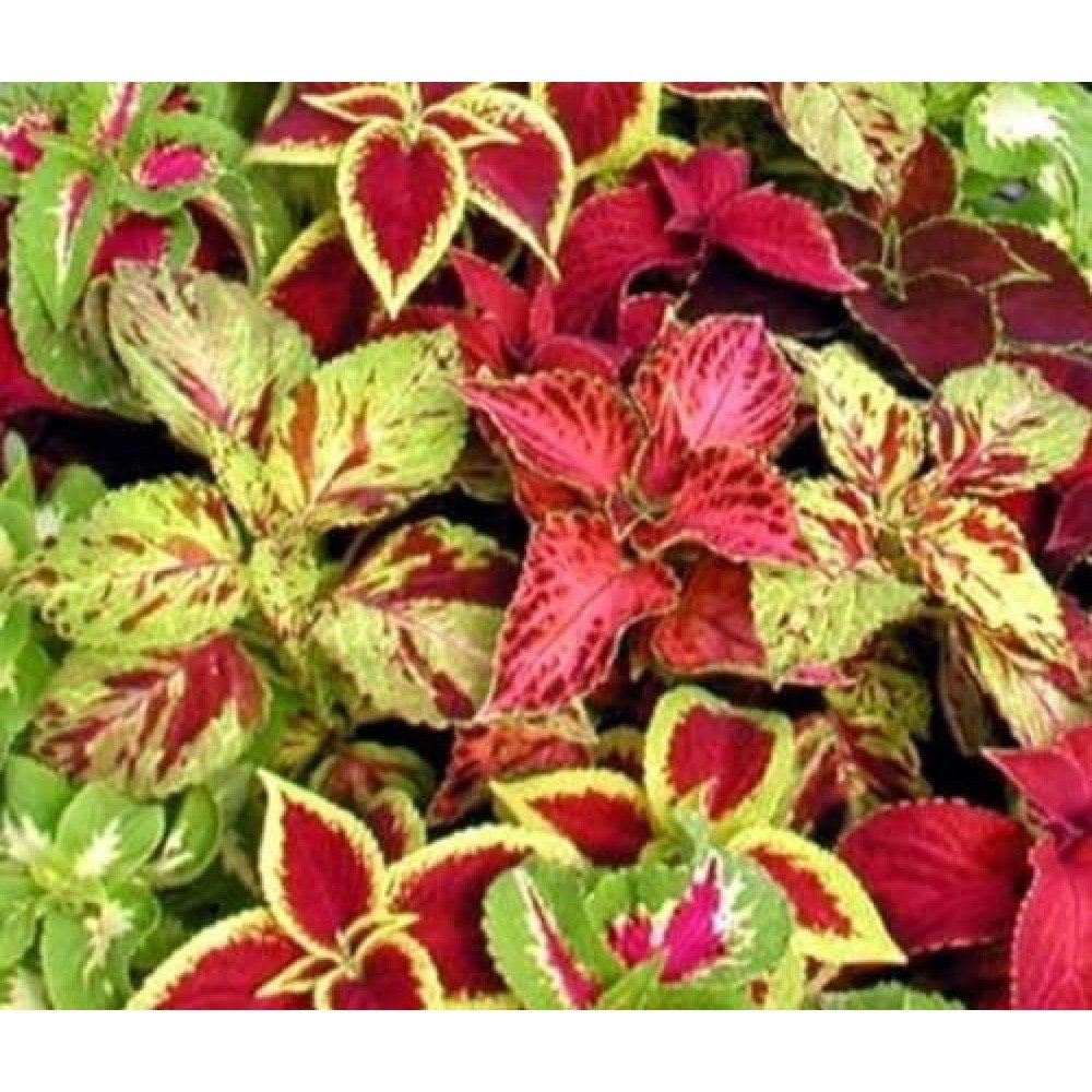 Coleus Rainbow / Mayana Seeds