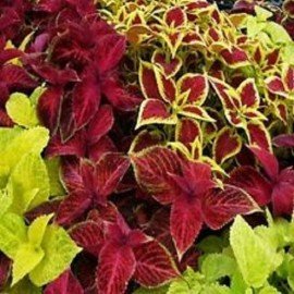 Coleus Rainbow / Mayana Seeds