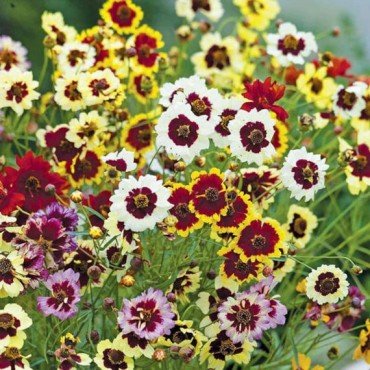 Coreopsis Mix Seeds