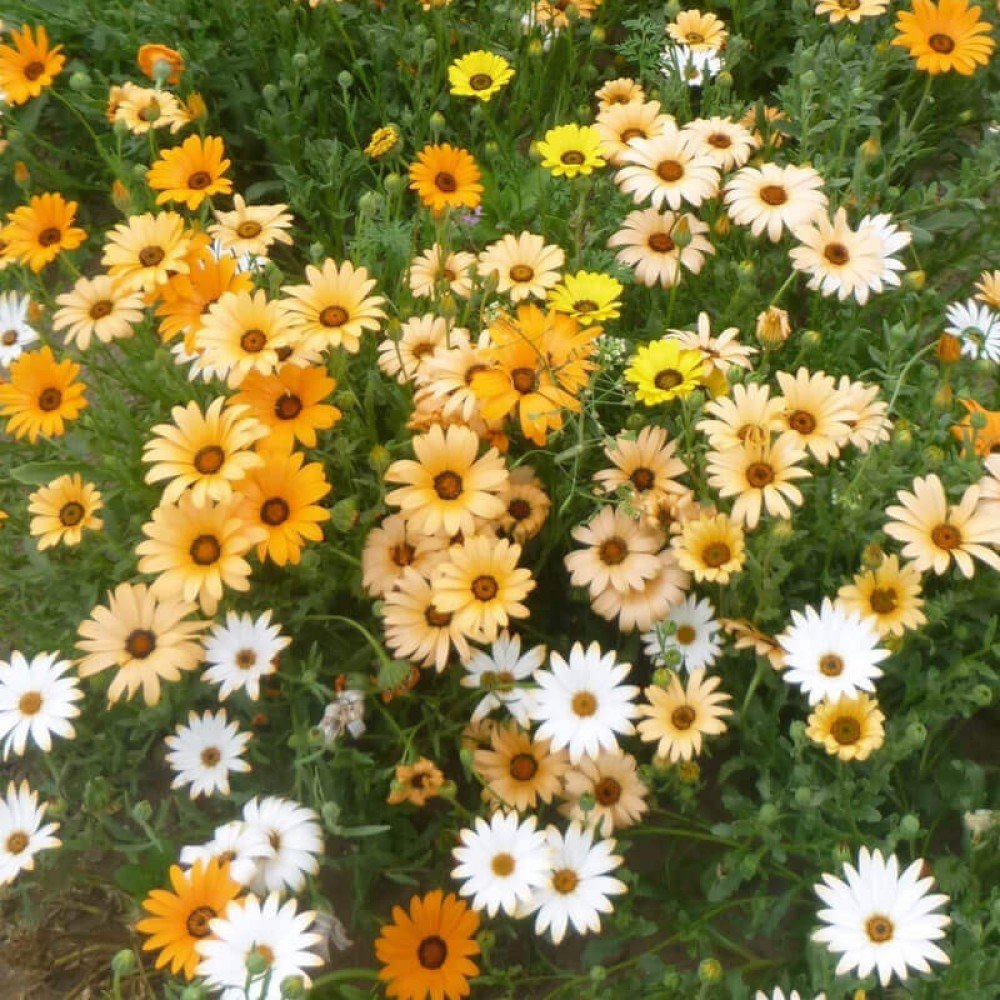 Dimorphotheca Mix Seeds
