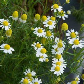 German Chamomile Seeds