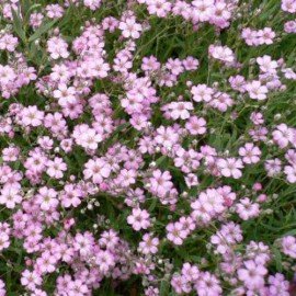 Gypsophila Mix Flower Seeds