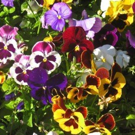 Pansy Mix Seeds